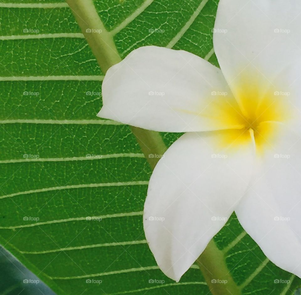 Tropical, Frangipani, Plumeria, Flower, Exotic