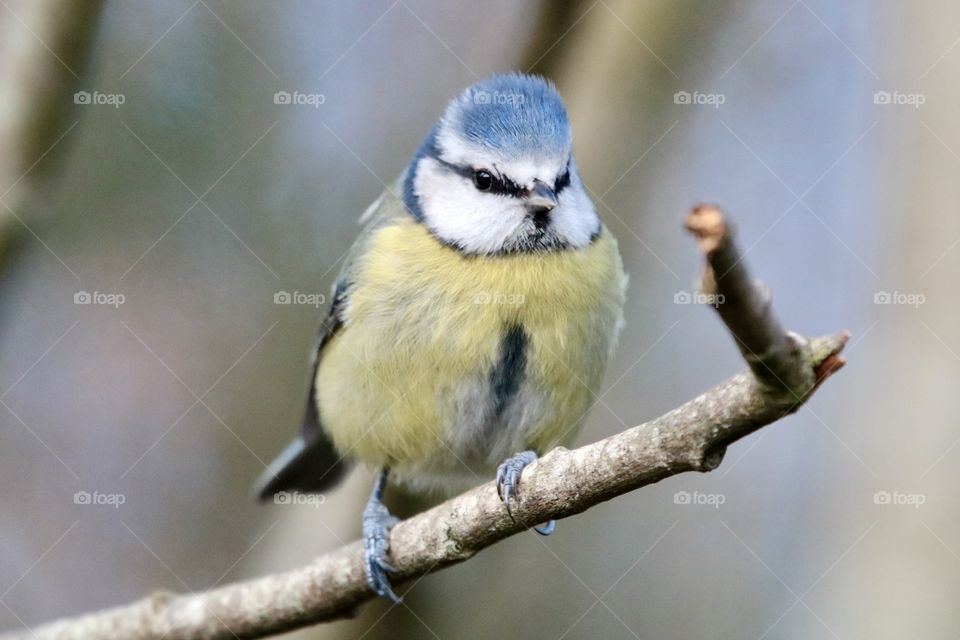 Blue tit