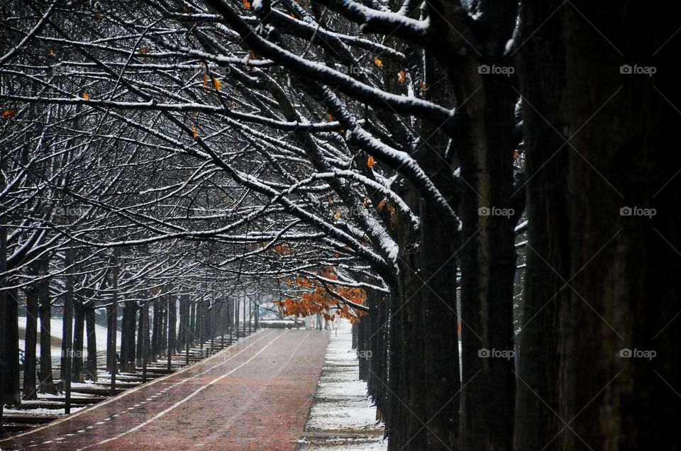 WALKING #snow #trees #landscape #goingforawalk #peace #calm #relax #enjoy #winter