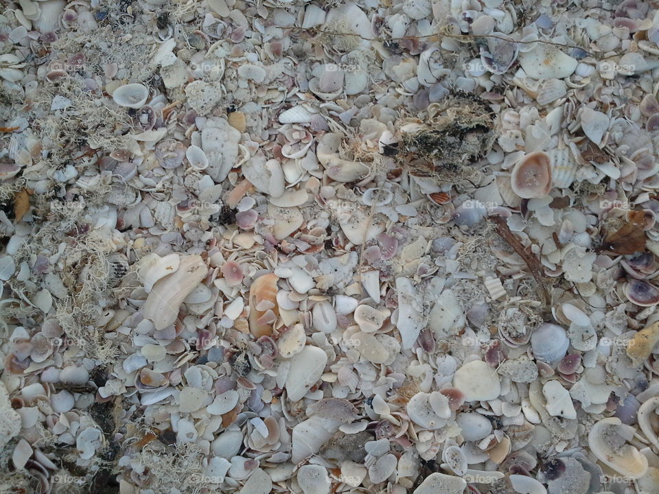 sea shells. at Nokomis beach, florida