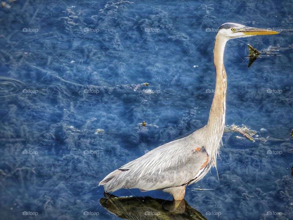 Blue Heron St Lawrence river Boucherville 