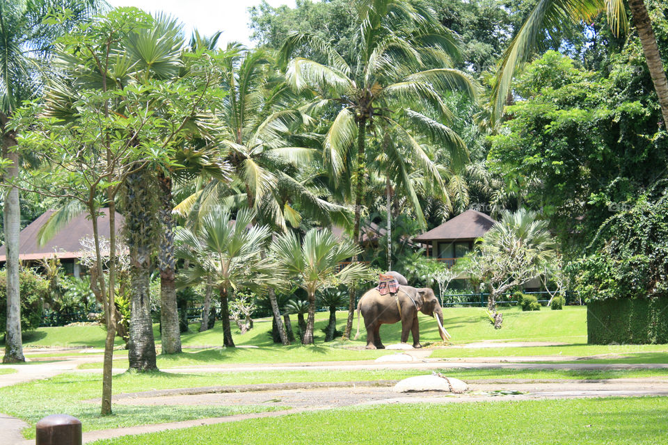 Indonesia