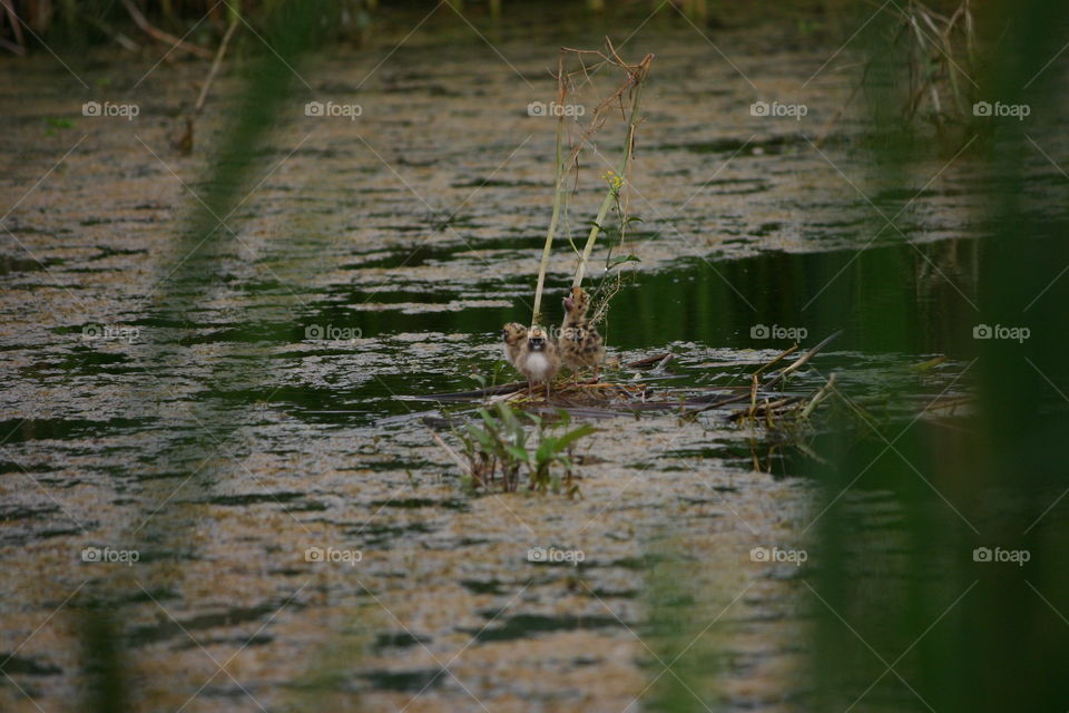 lake