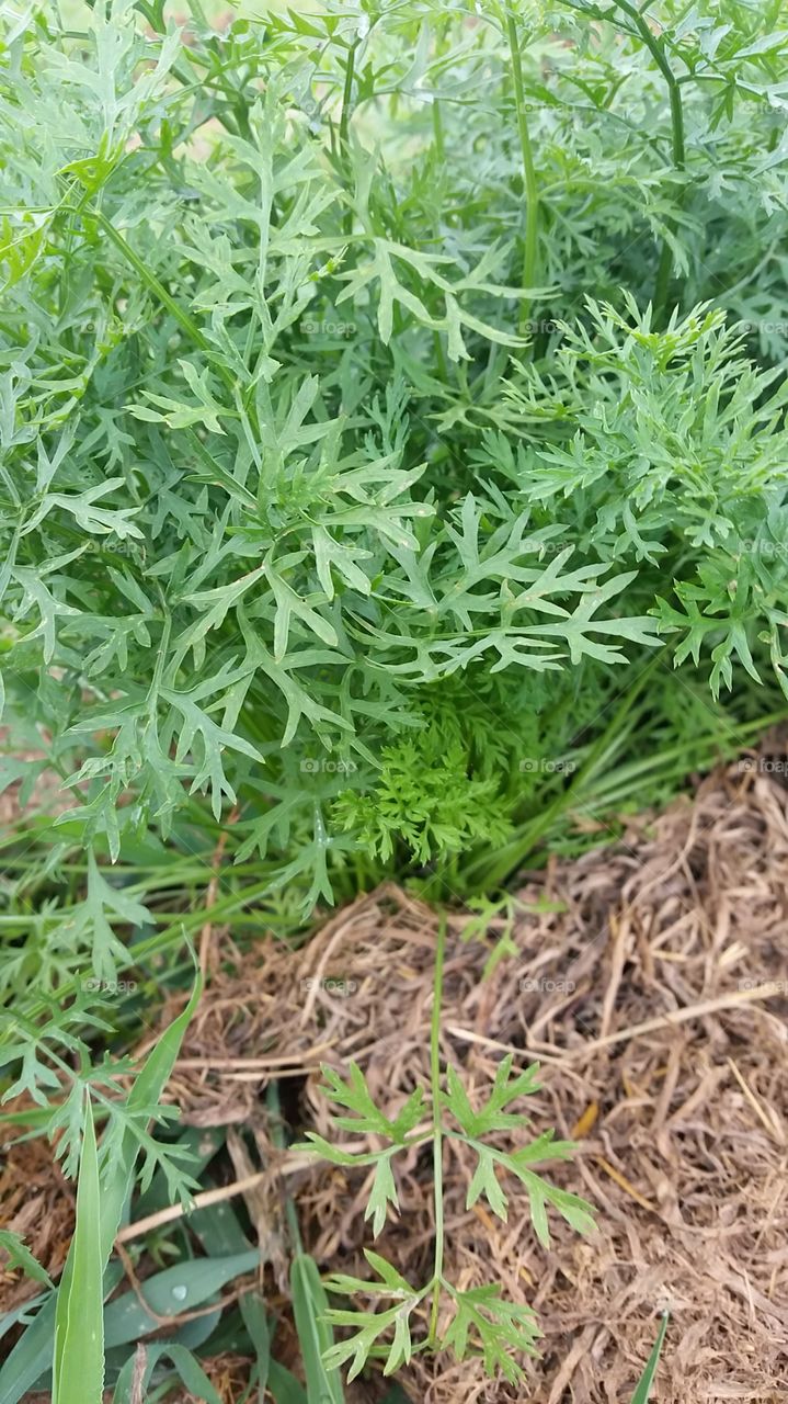 garden. carrots