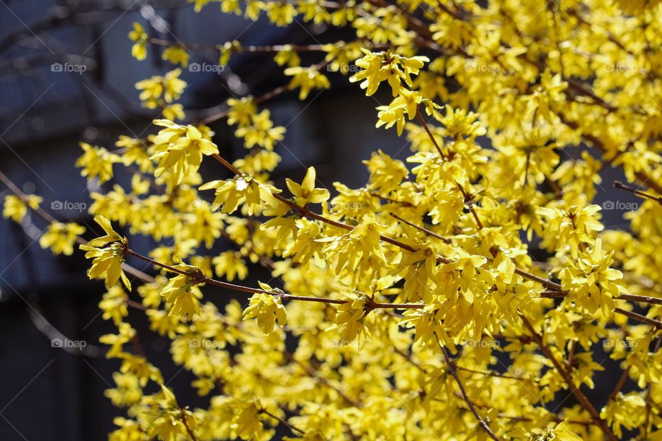 Yellow blooming tree