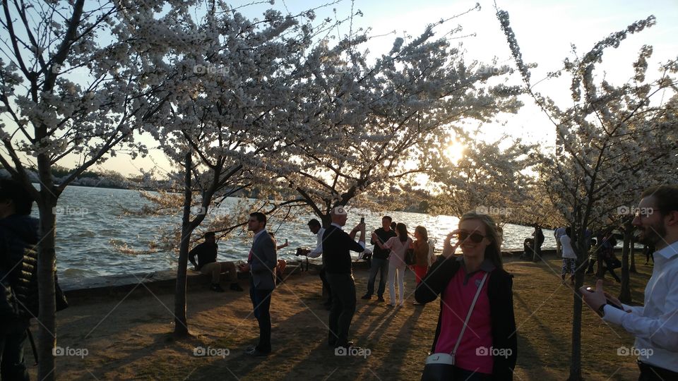 Cherry blossoms and the average tourists