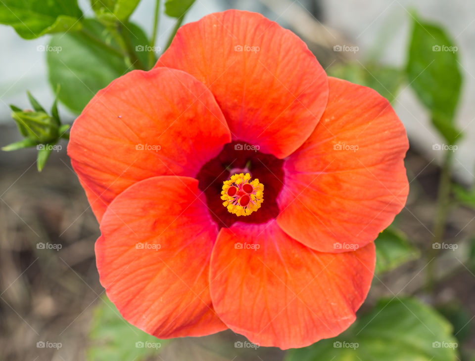 orange flower