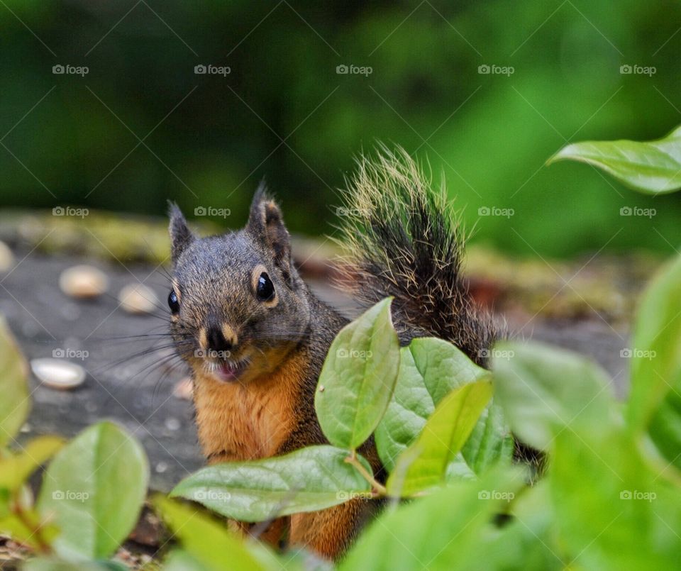 Douglas squirrel