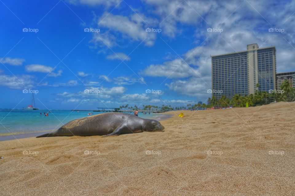 Hawaiian Monk Seal Waikiki