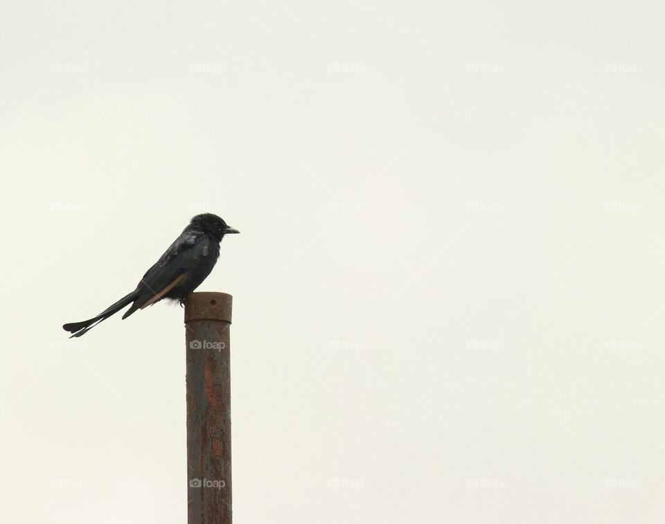 bird on a pole