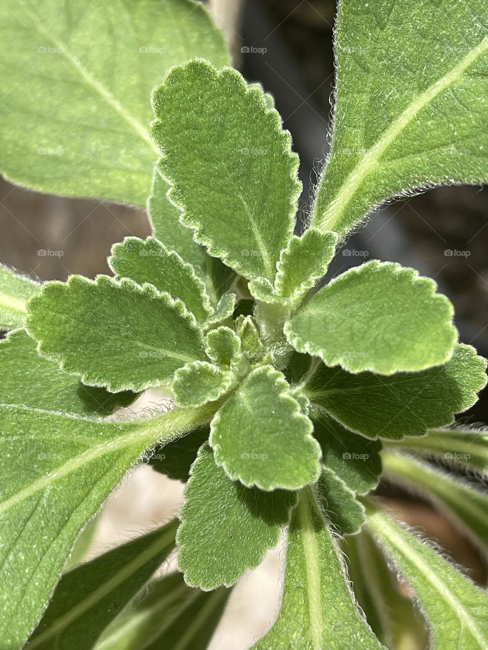 New leaves growing in a Bold tree.