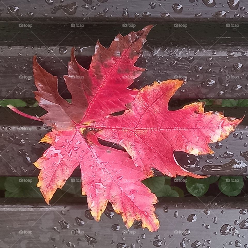 red leaf after rain
