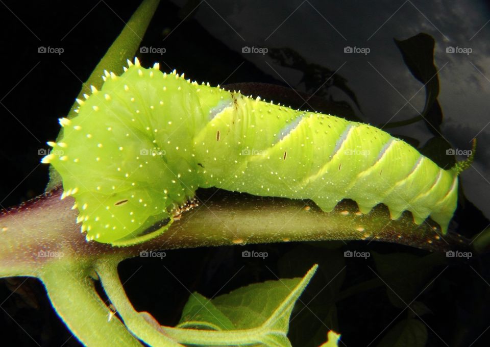 Green Caterpillar 