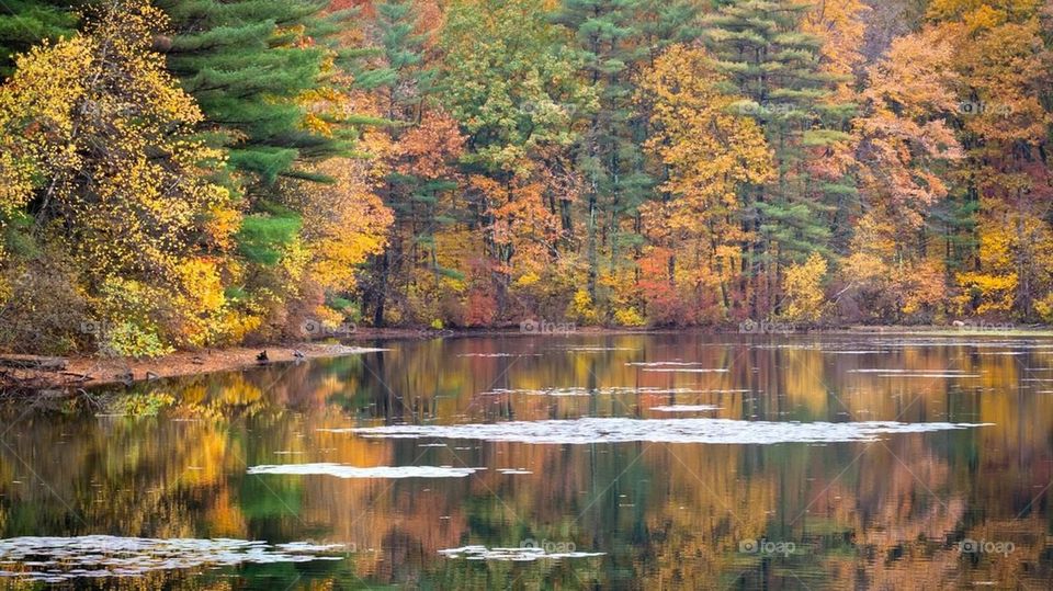 Fall colors at Rocky Woods 