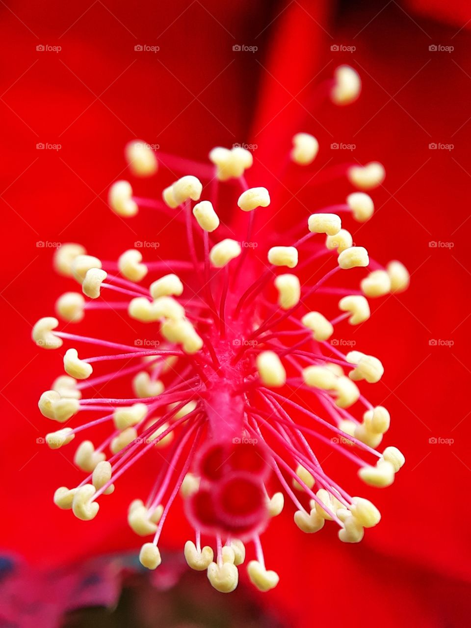 stamens and pistils