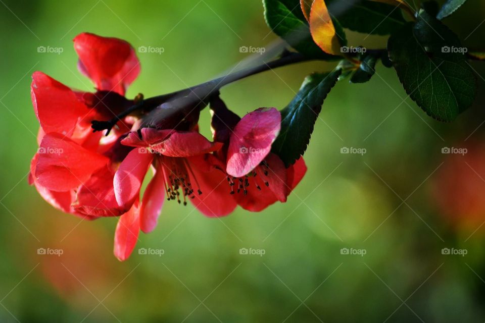 Crabapple bloom