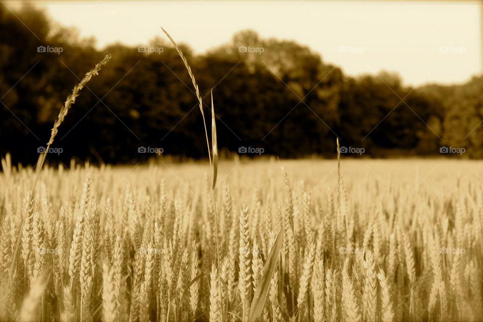 field summer corn feld by dervoss