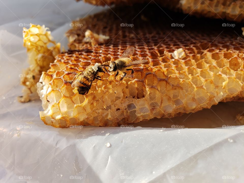 kissing bees on honeycomb, close up shot