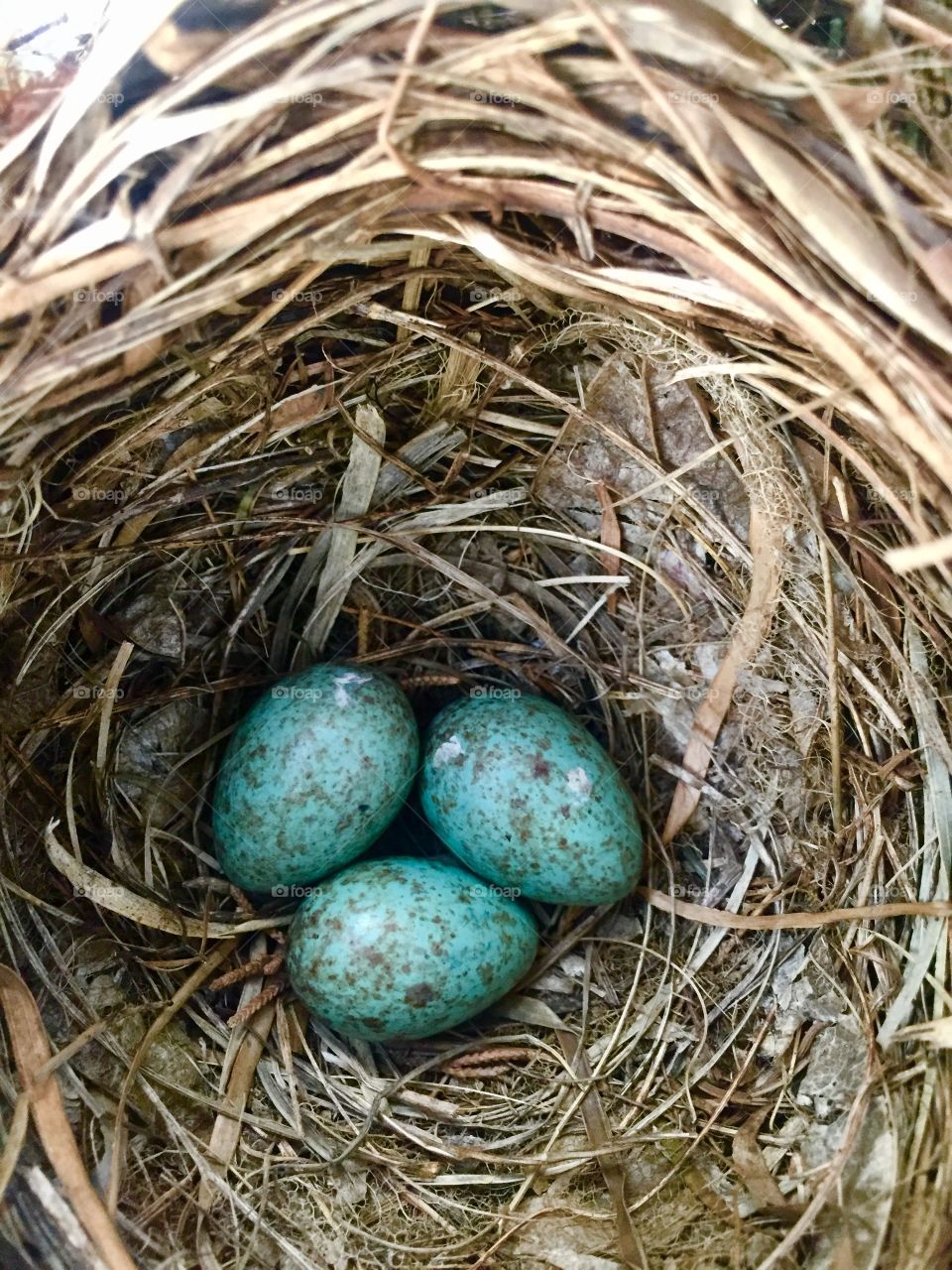 Nest with blue eggs 