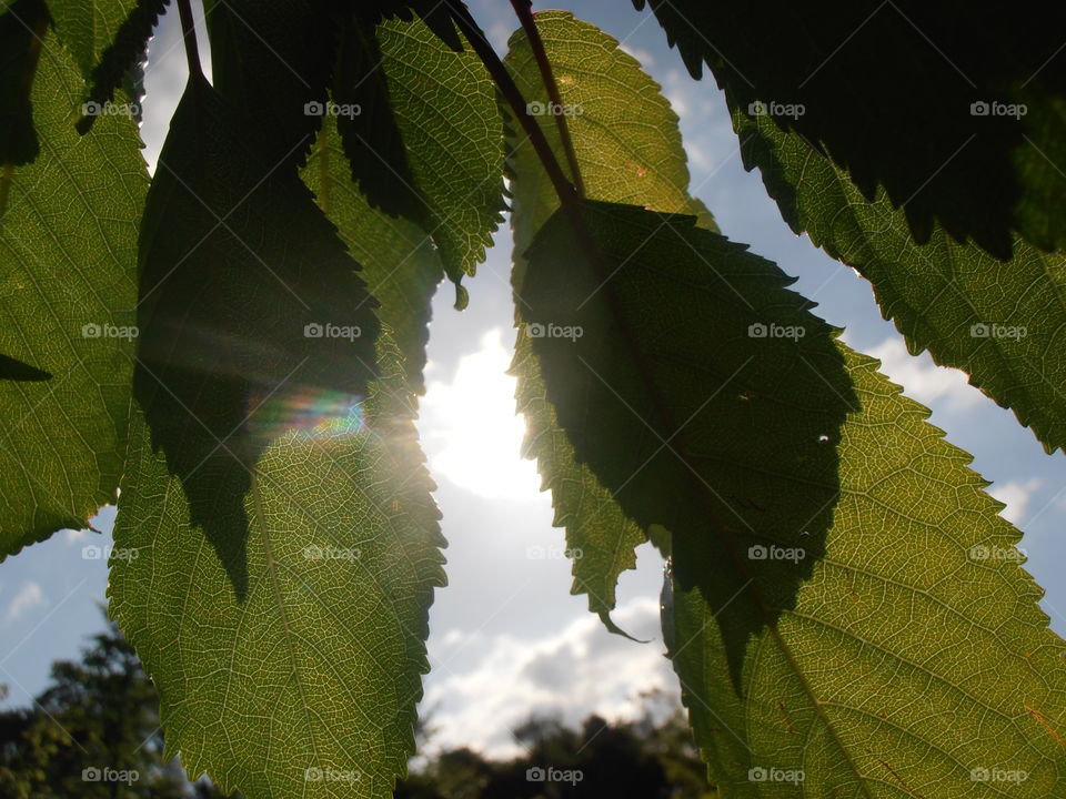 Leaves And Sunlight