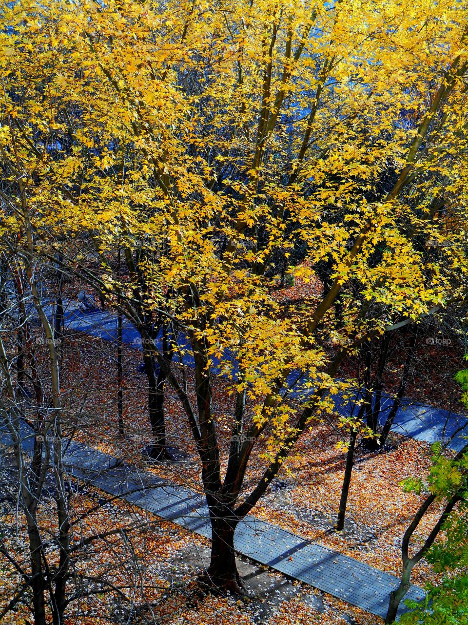 Fall, Leaf, Tree, Wood, Landscape