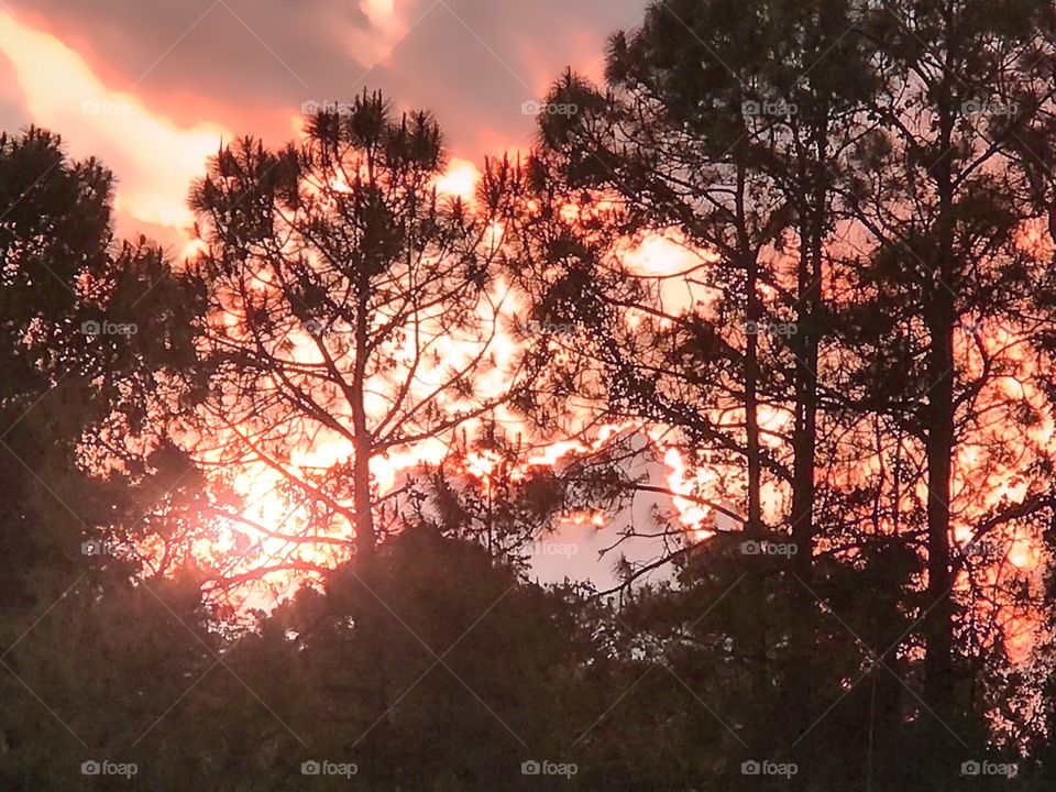 Blazing sunset through the forest.