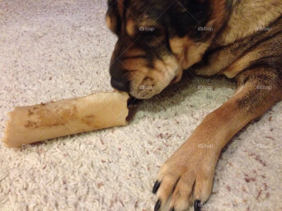 Dog eying bone