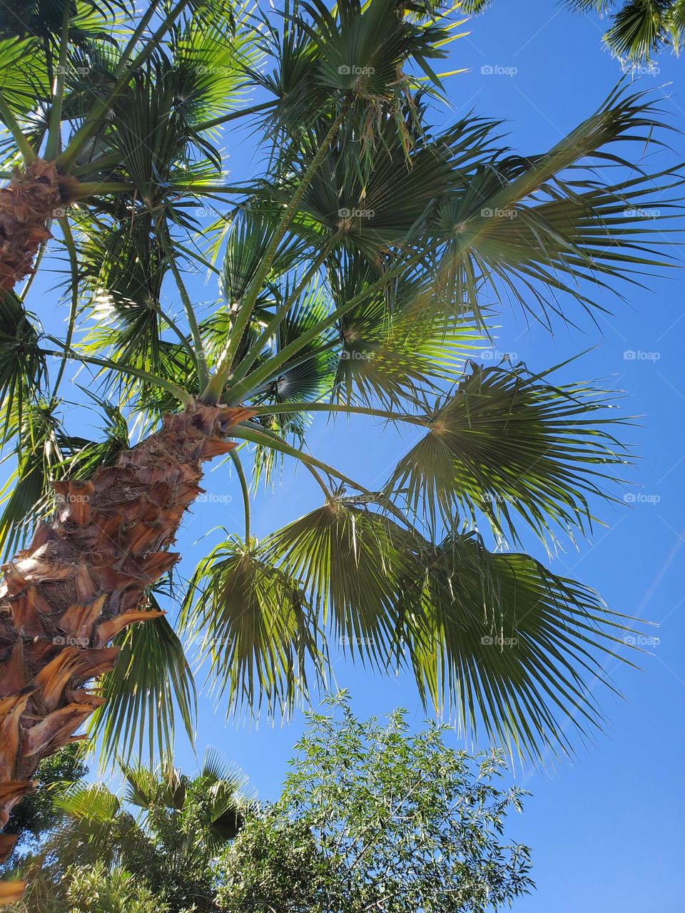 Palm Tree Against a Blue Sky