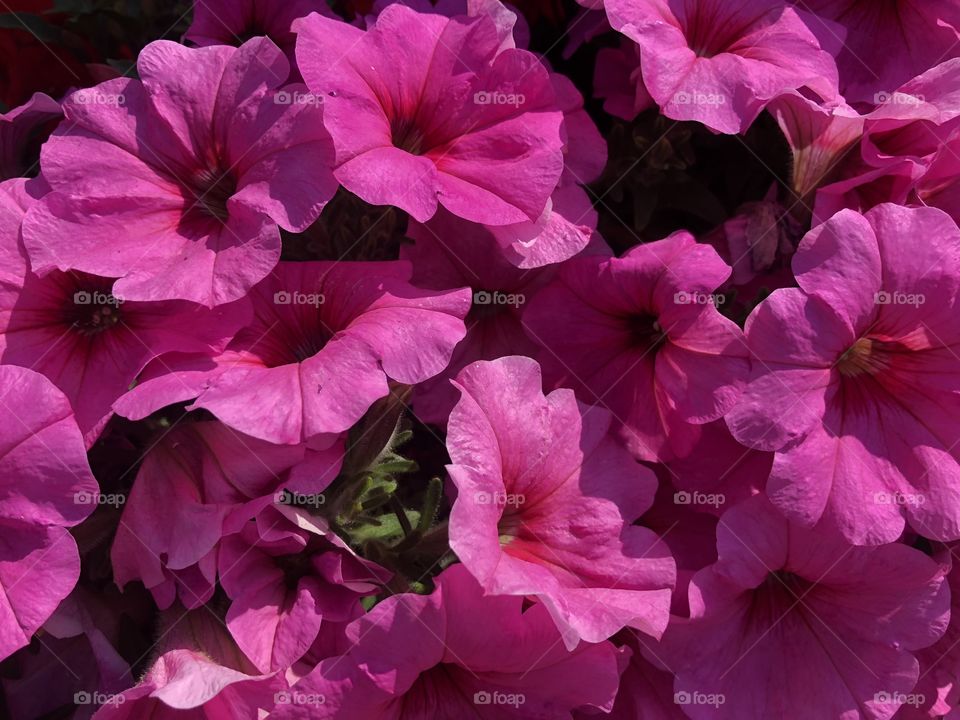 Some crimson pink sparkling flowers found in the parks of Exmouth, Devon, UK