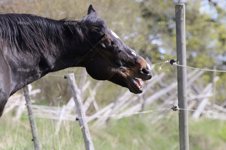 horse head