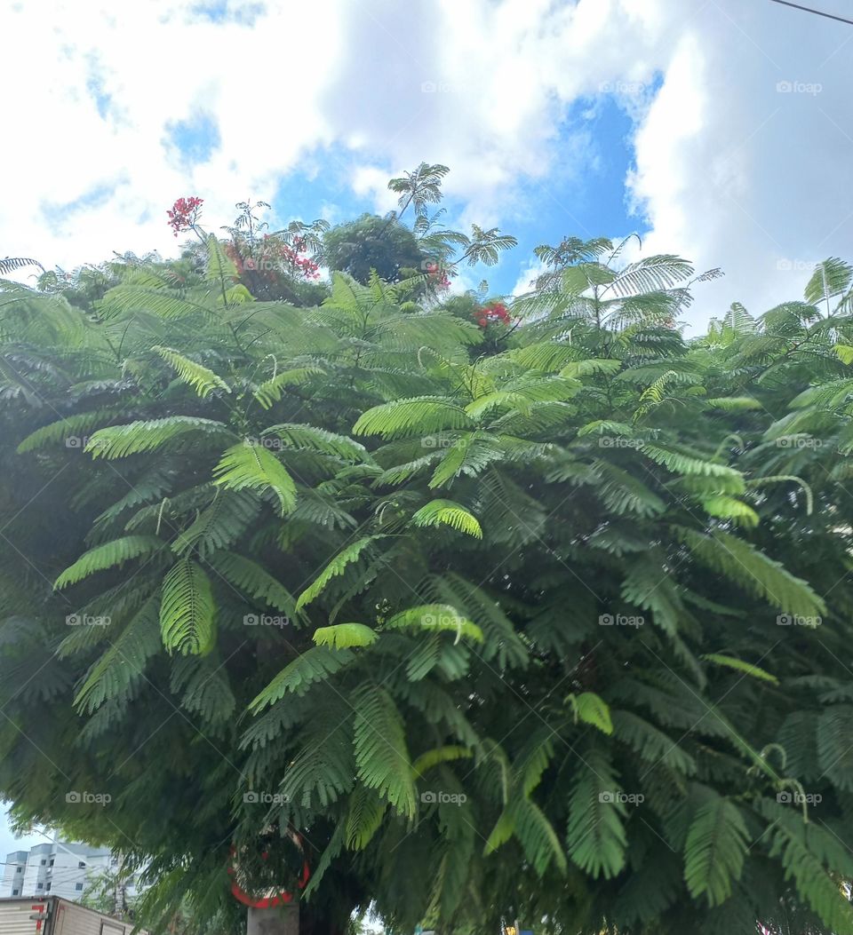 As folhas  verdes , além  de belas, tem a função de produzir o alimento das plantas. que é  a fotossíntese,  liberando  o, oxigênio,  através do processo de transpiração  e respiração