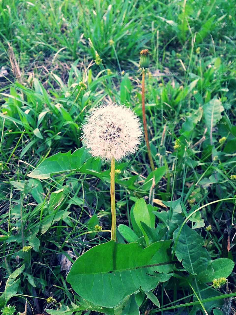 A dandelion surrounded by grass.