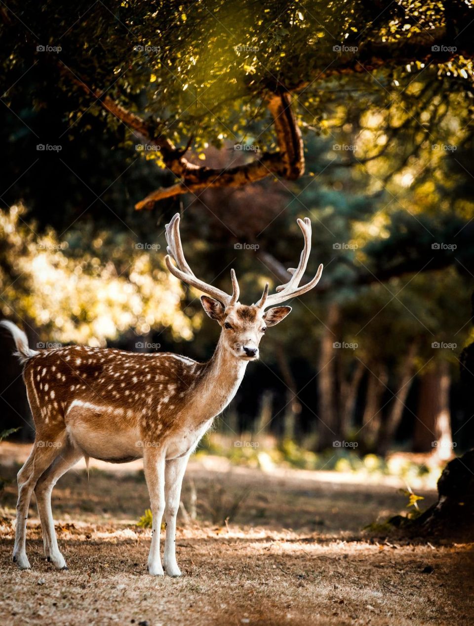 beautiful deer in the sunlight