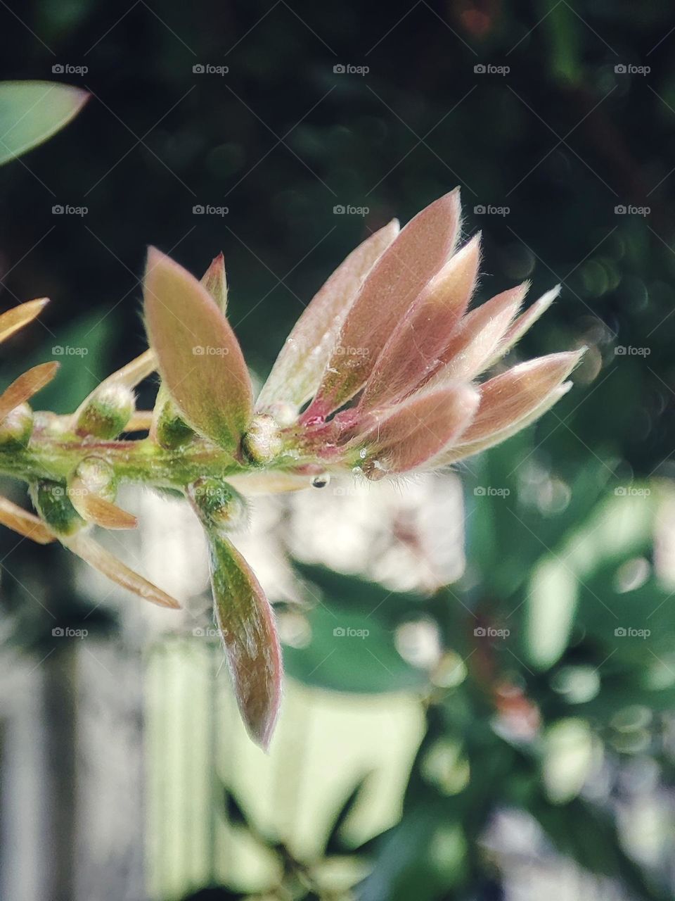 Bottle brush leaves