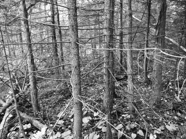 In the deep woods