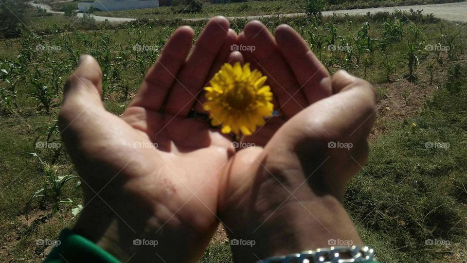 i m holding beautiful flower.