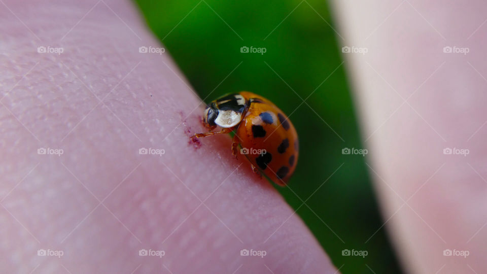 Insect, No Person, Ladybug, Beetle, Nature