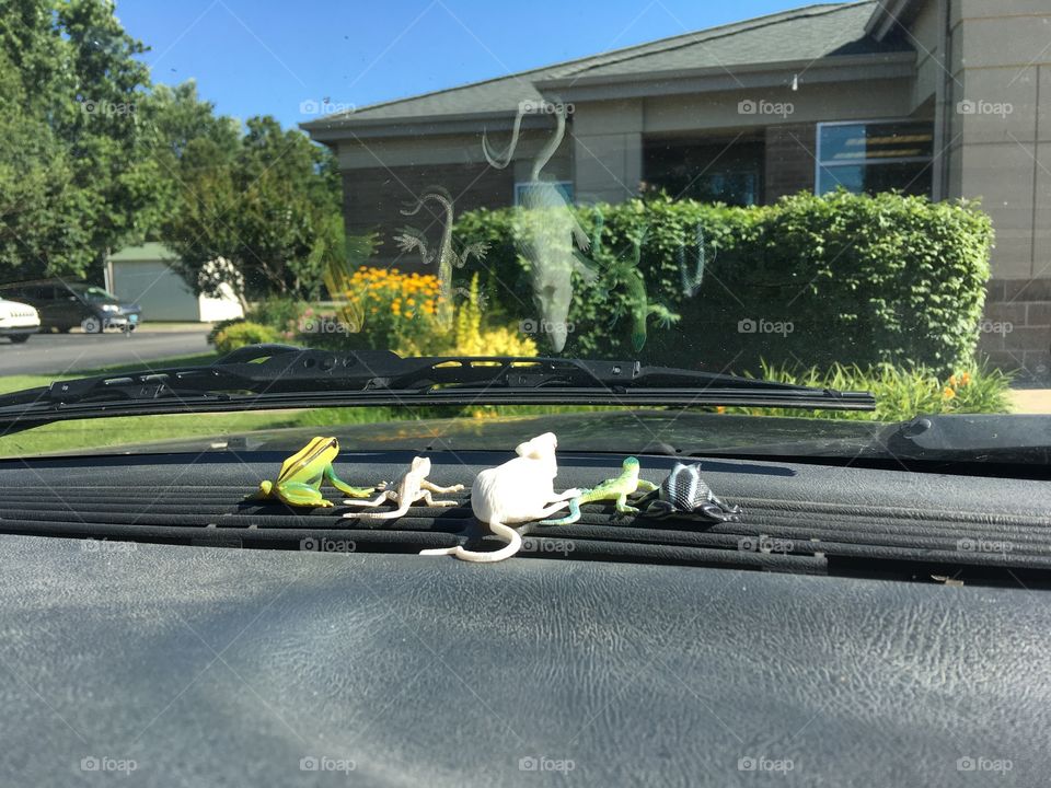 At the bank I thought this would be a good picture of my husbands critters on the dash with the backdrop of the building.