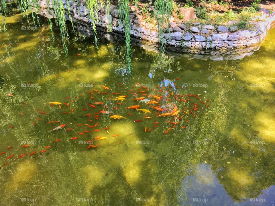 Koi fish