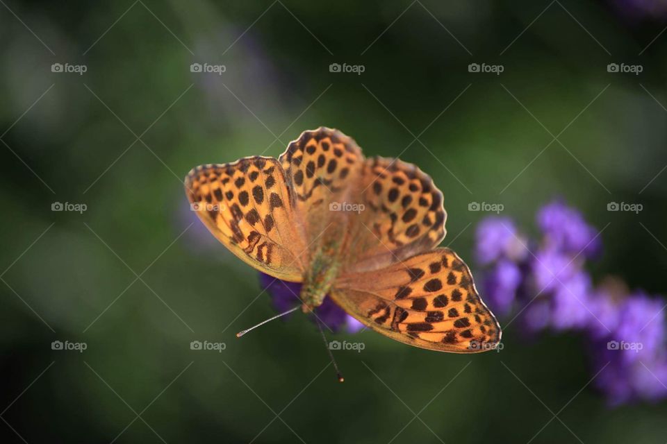 Butterfly lavender bokeh