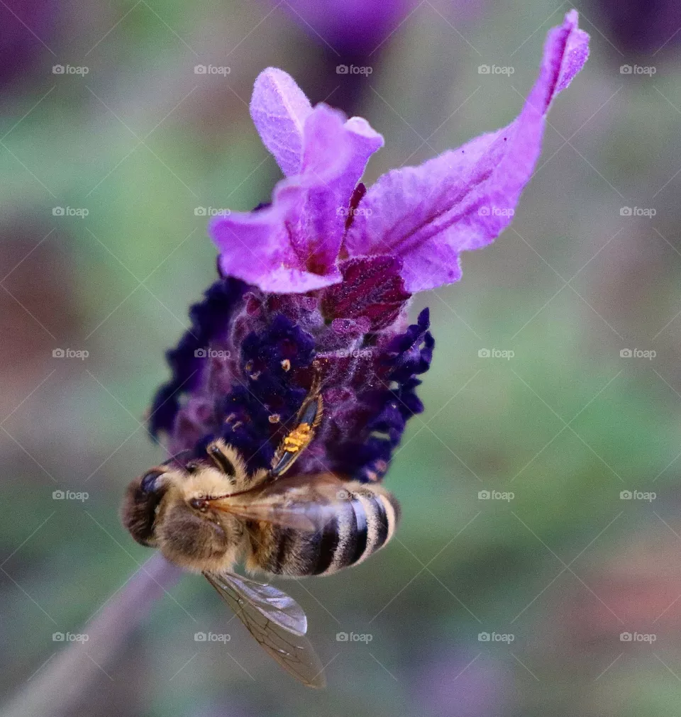 A busy bee collects pollen from a summertime lavender bloom in Washington State. 