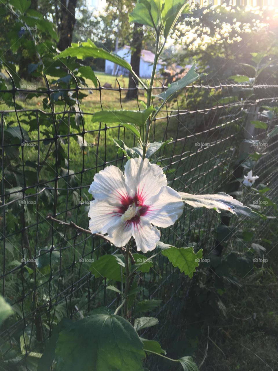Good morning,welcome my new rose of Sharon. I have two purple plants this was a surprise!