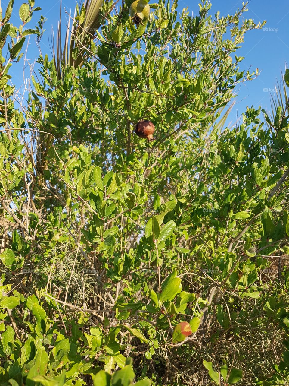 Pommegranate tree tunesia