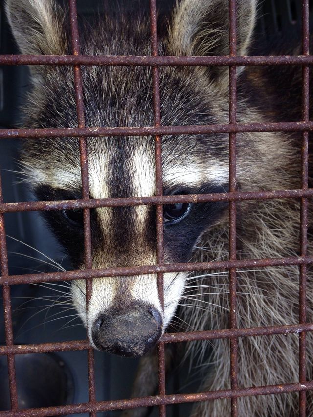Caged animals