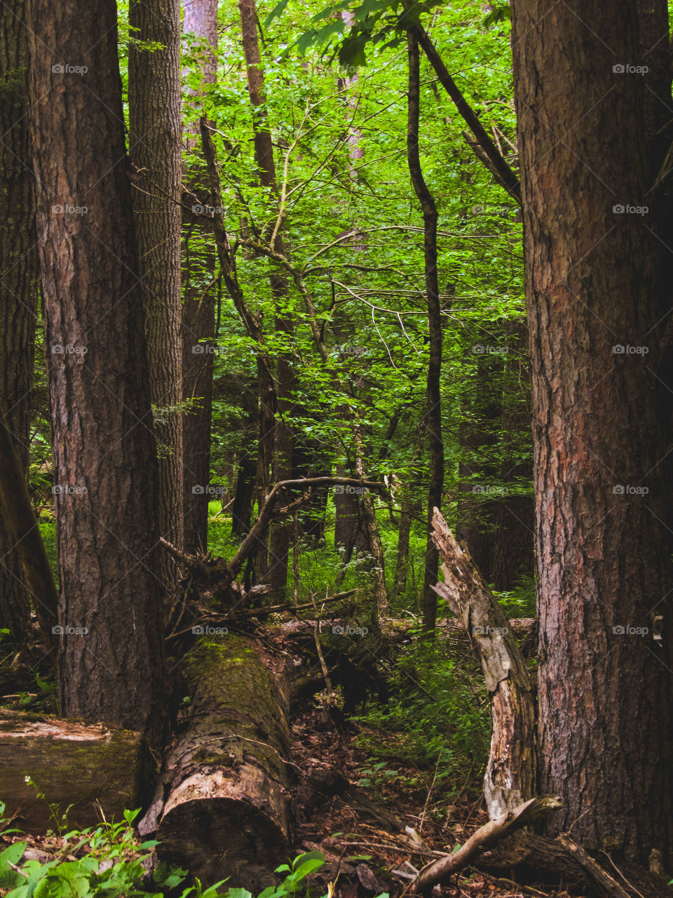 Arkville, New York, sun, sky, clouds, mountains, river, nature summer, top of the mountain , Landscape, view, panoramic view, forest, river, trees, woods, 