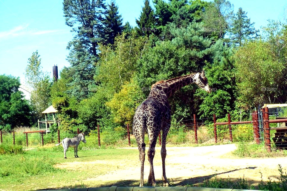 green nature trees zebra by jmh