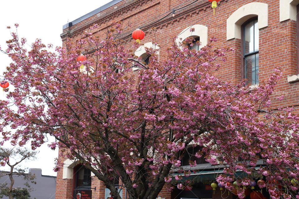 Spring in China town