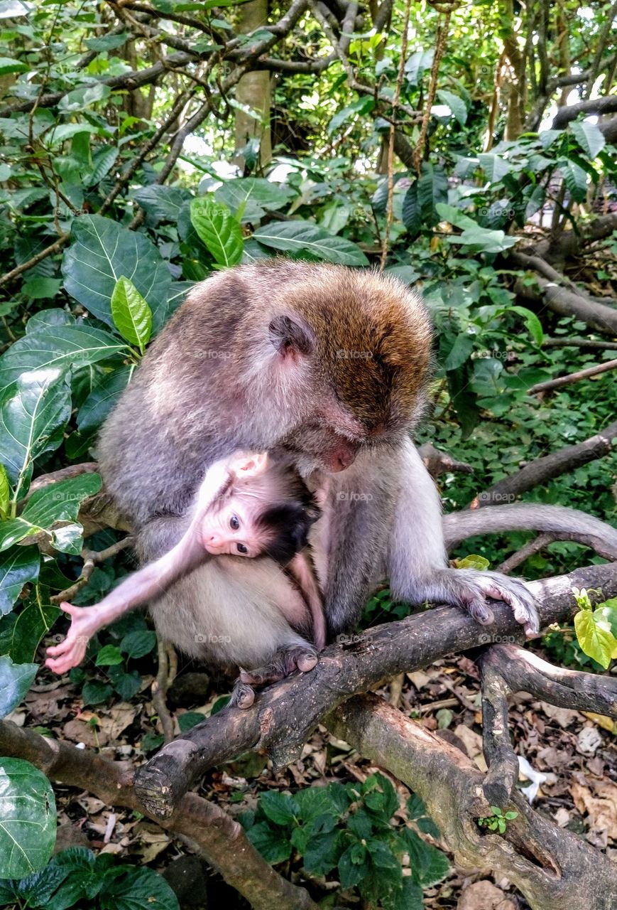 Mom and baby in the Monkey Forest in Bali