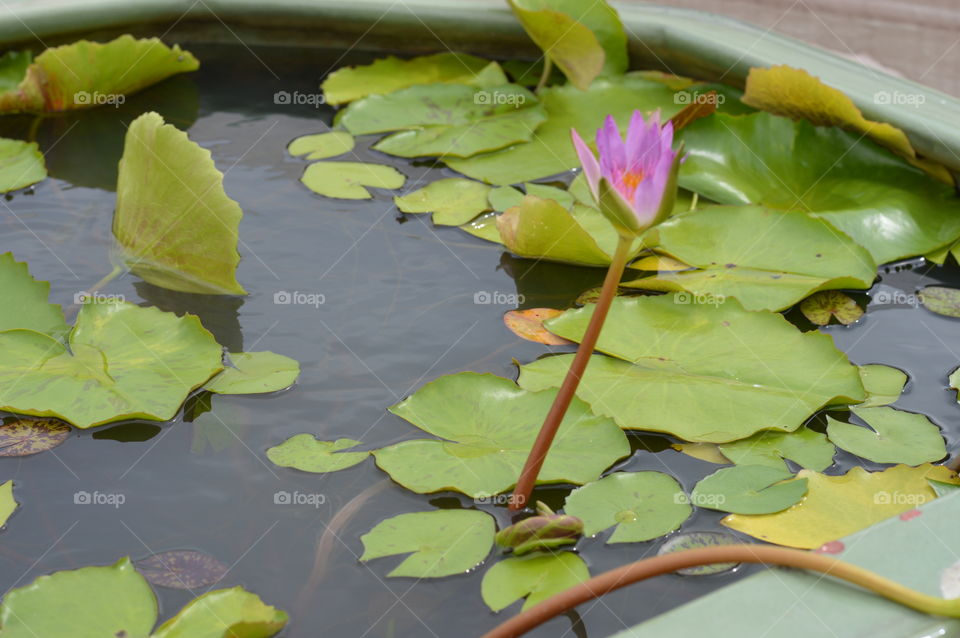 Pool, Lotus, Lily, Leaf, Flower