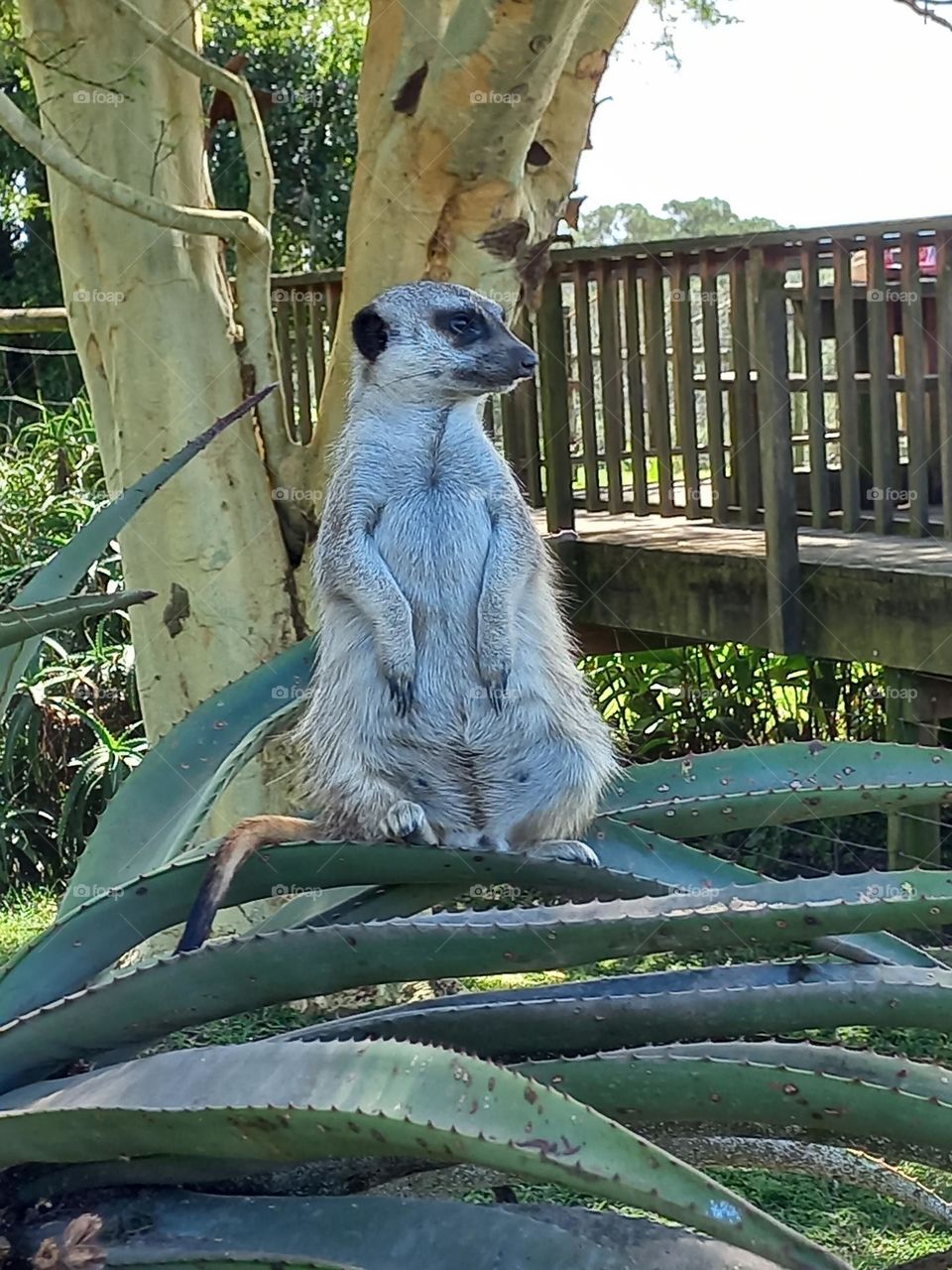 Timone has been eating too much.